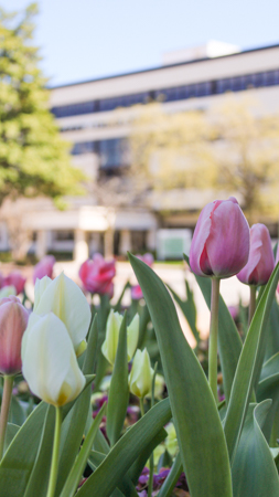 Flowers in front of an admin building