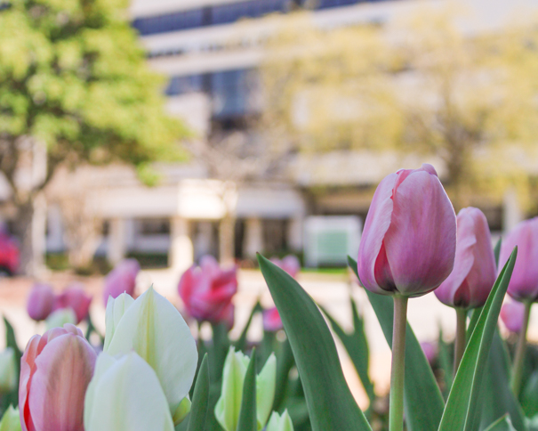 Flowers in front of an admin building