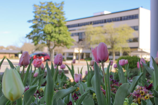Bright and colorful tulips in front of the admin building