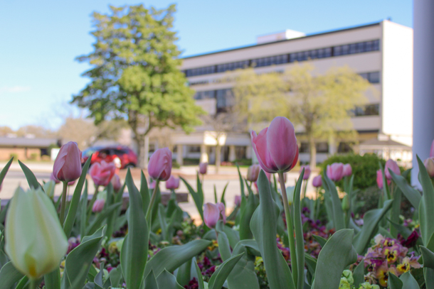 Bright and colorful tulips in front of a tall building.