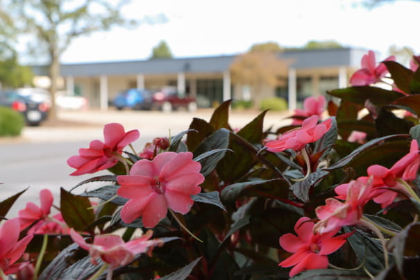 Pink flowers with a parking lot and classroom building in the background.